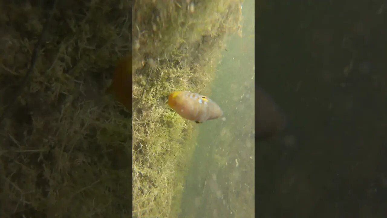 This Fish Was MAD!!!