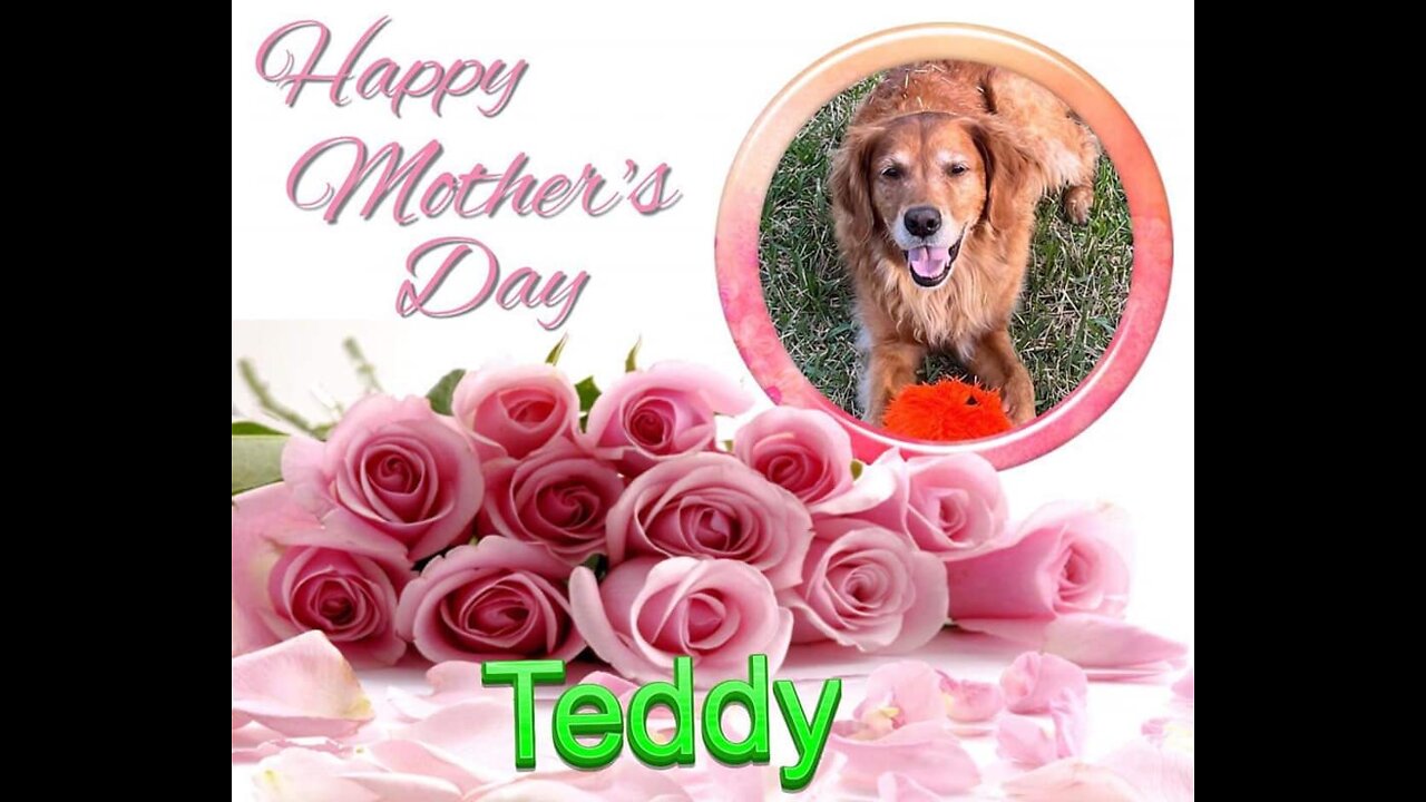 Golden Retrievers: Hearts of Gold - Mother's Day 2022