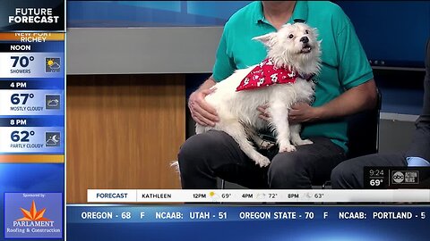 Pet of the week: McDuff is a champion fetcher who loves to play