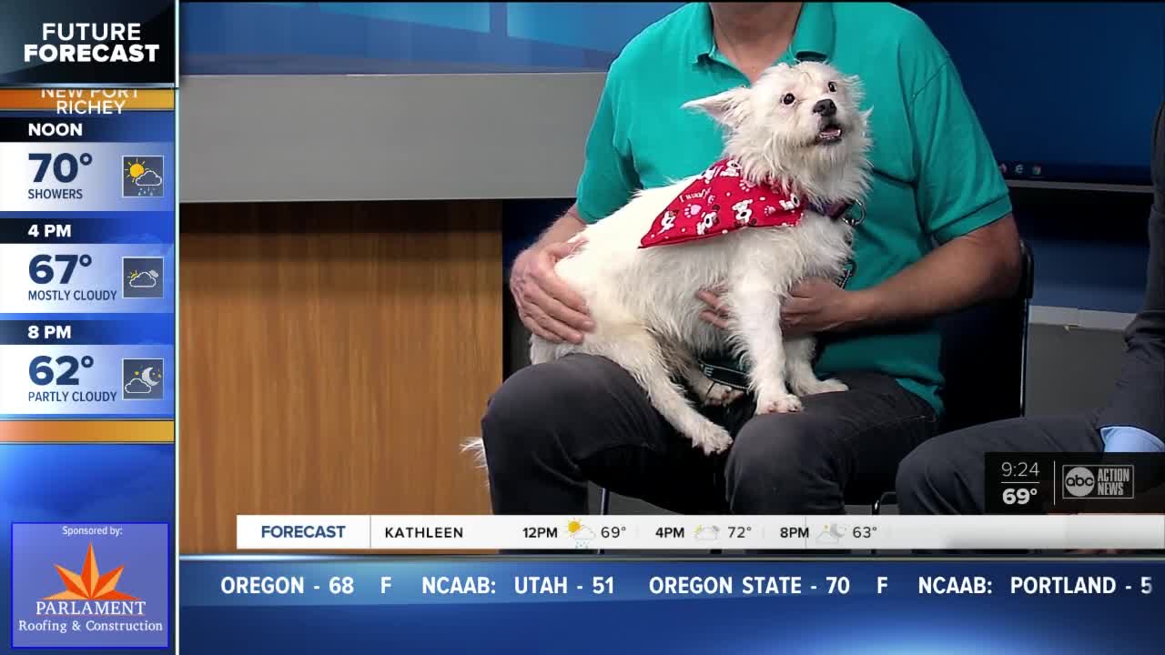 Pet of the week: McDuff is a champion fetcher who loves to play