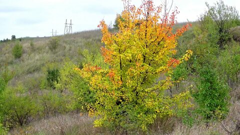 Autumn Forest Walk in Nature Video with Nature Sounds and Birds Singing