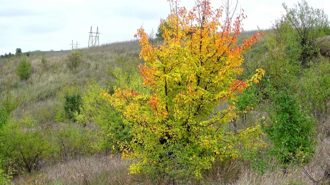 Autumn Forest Walk in Nature Video with Nature Sounds and Birds Singing