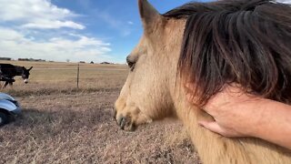 Scaring & Chasing Horses With A Golf Cart - Sacking Out & Using Pressure & Release