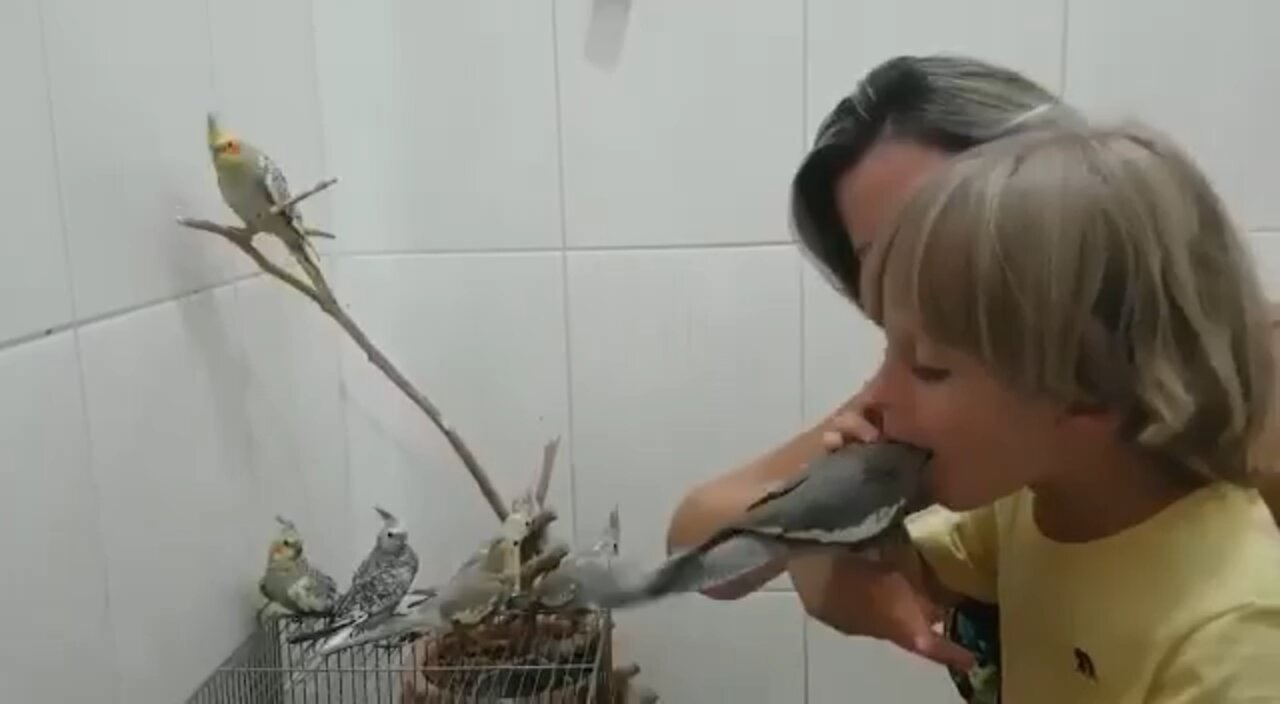 Unbelievable to see this child eat the cockatiels