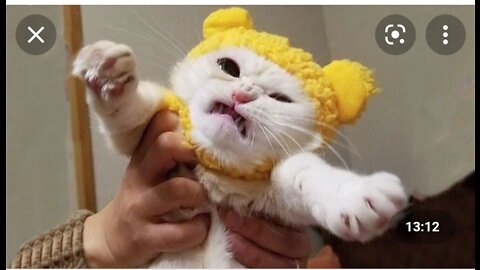 It this realy funny animal,ooo god this is what happen