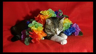 Cat Photography
