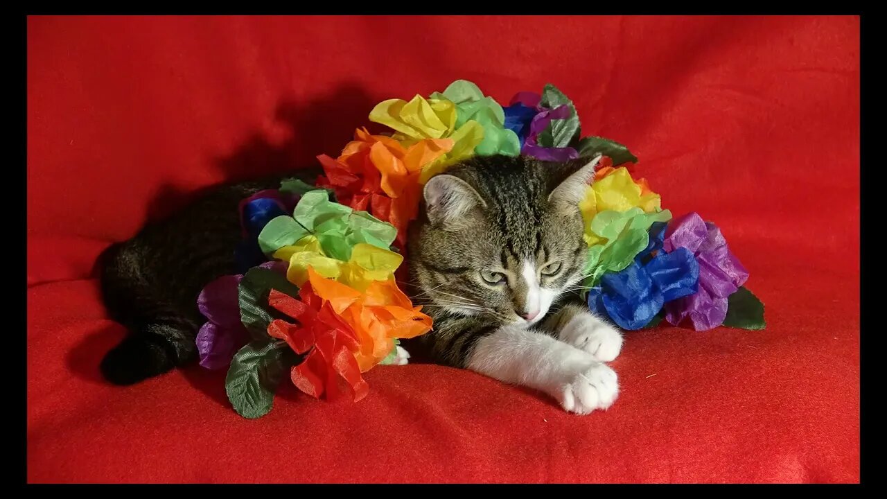 Cat Photography