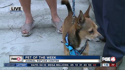 Pet of the week: Finn