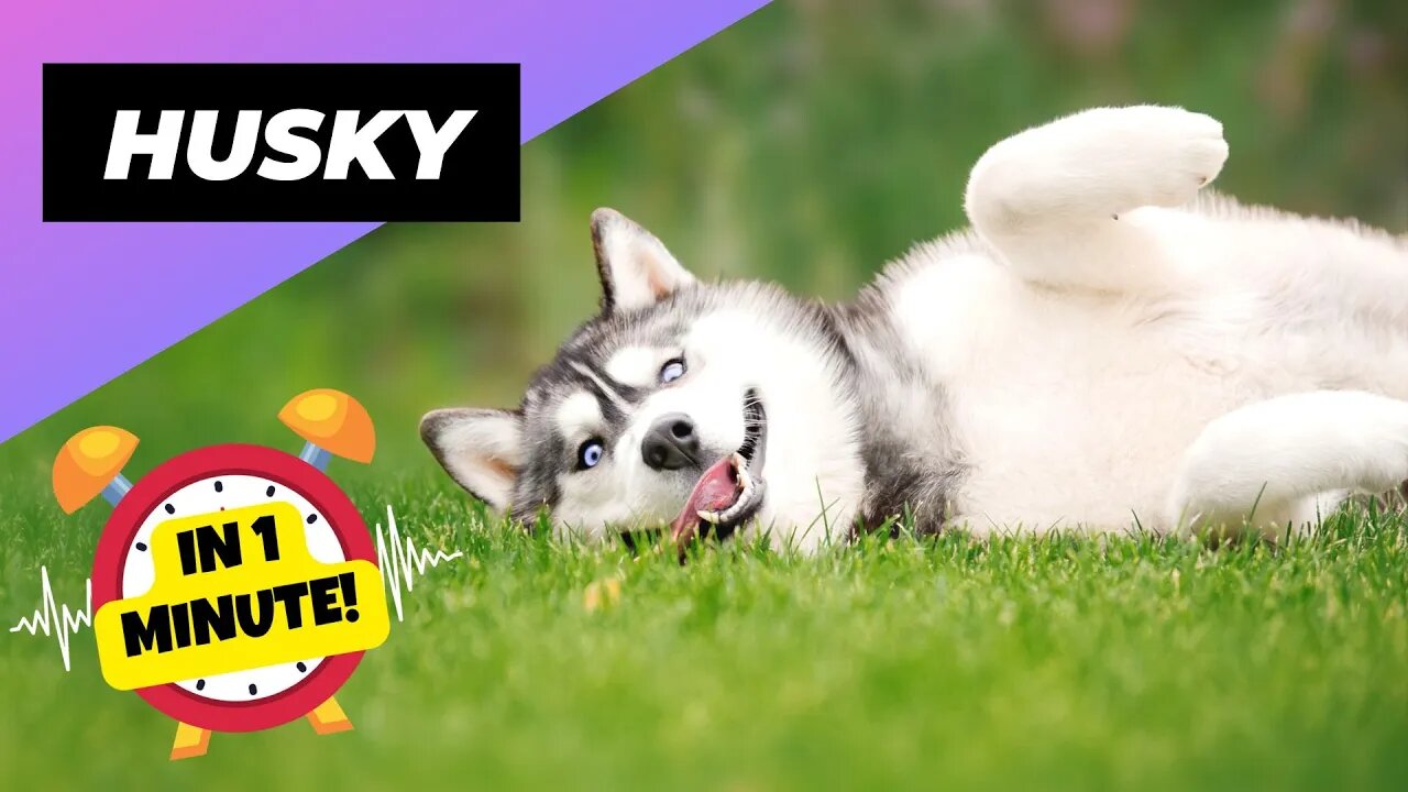 Husky - In 1 Minute! 🐶 One Of The Most Popular Dog Breeds In The World | 1 Minute Animals