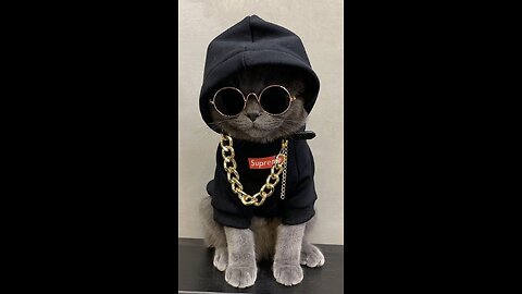 Funniest Videos 😂😂2023 Funny Cats🐹#cute #cat #shorts