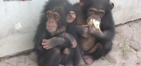 0: Funny and Cute Monkey Videos (Funny Monkey Videos)