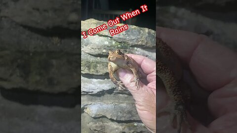 Fowler’s toad 🐸