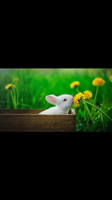 Cute Rabbits resting on a pot