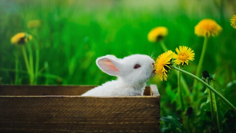 Cute Rabbits resting on a pot