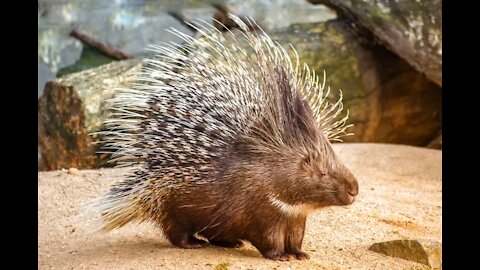 Lion, Leopard and Python Risked Their Lives When Hunting Porcupine