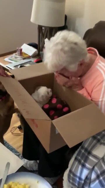Grandma Brought To Instant Tears When Surprised With New Puppy