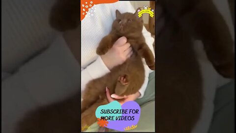 Funniest Cats And Dogs #shorts #short #viral