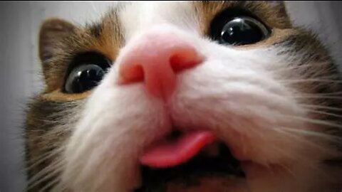 Best Funny Animals Video 2022 - Newest Cats😹 and Dogs🐶 Videos of the Week!