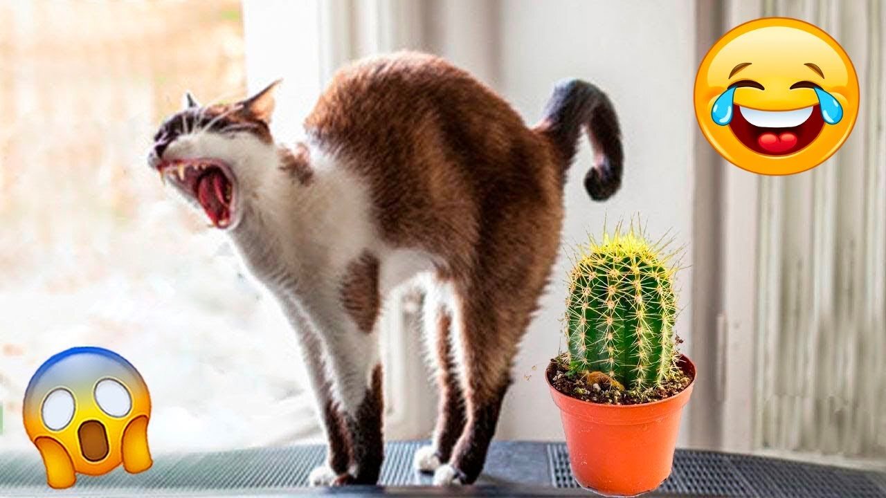 Funny Animal Videos 2023 🥰 - Funniest Dogs and Cats Videos 😅