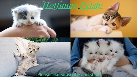 #FunnyCats 3 - Super Cute and Funny Cat------------------Try not to laugh