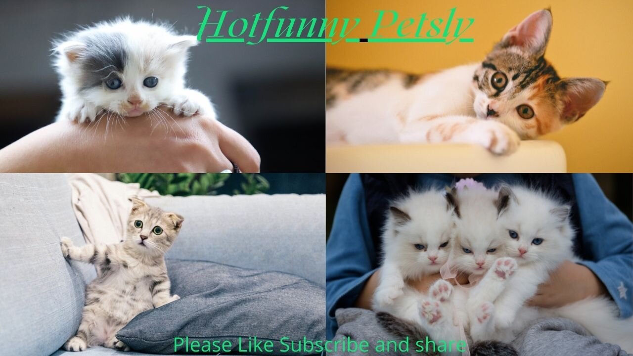 #FunnyCats 3 - Super Cute and Funny Cat------------------Try not to laugh