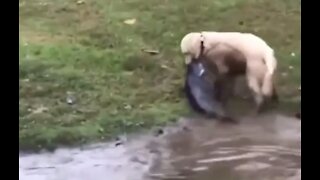 He earned his name 'Catfish'