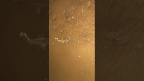 Coolest alligator gar eat ever