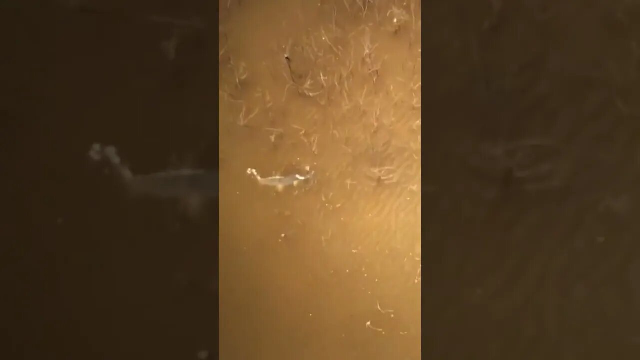 Coolest alligator gar eat ever