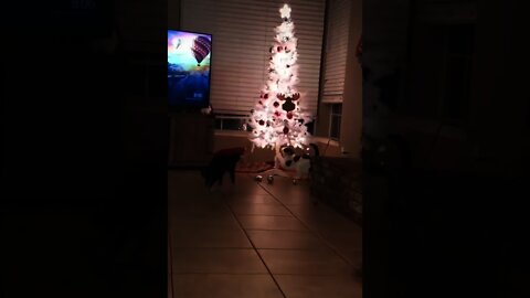 mauvais cat's #cat #pets #tiktok