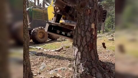 Cutting Trees 🌴