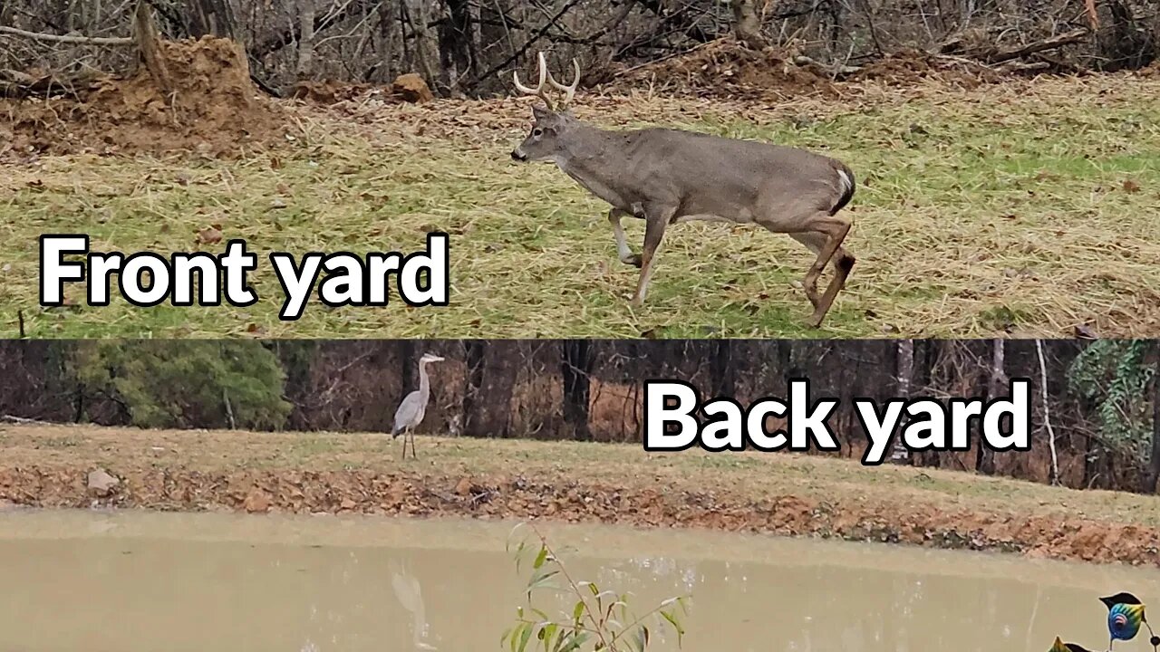 Nature's Surprise: Wildlife Sightings at Sharon's Cabin