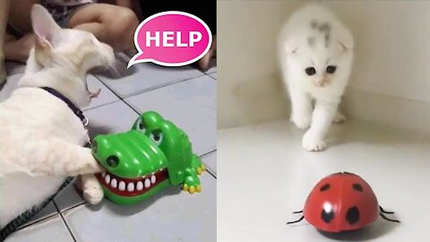 Love Cute Cat 😺 and Dog 🐶- Make You Day Better #011