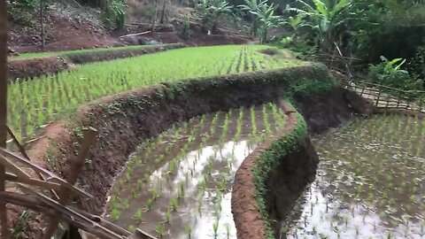 Keindahan Alam Desa Pesawahan: Petualangan di Tengah Sawah