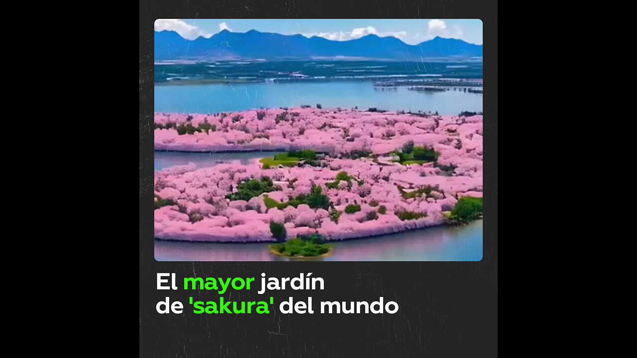 No es Japón: ¿dónde está el mayor jardín de ‘sakura’ del mundo?