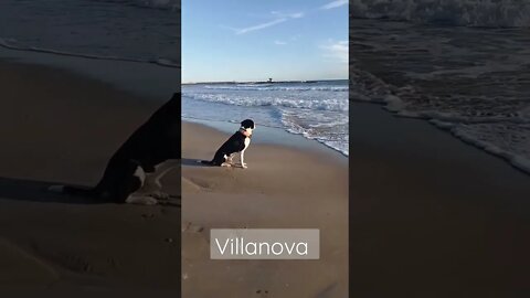 #shorts da passt einer auf sein Herrchen auf #vilanova #costadorada #spanien #strand