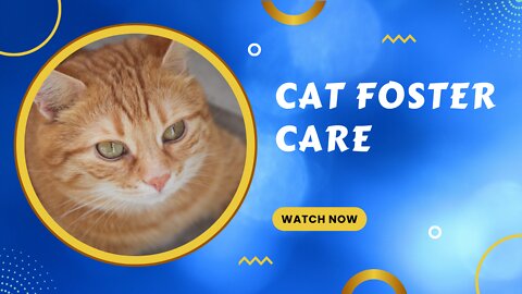 CAT FOSTER CARE .