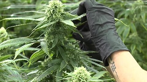 'Oh, it's been a nightmare' - Hemp farmers face problems with banks as Ohio's rules take effect