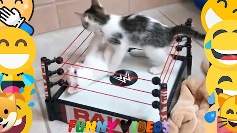 Kitten Wrestling
