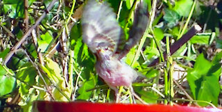IECV NV #424 - 👀 Female House Sparrow🐤 7-15-2017