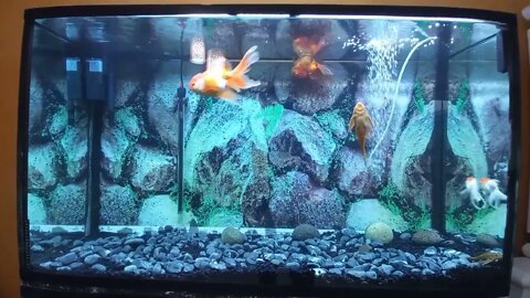 De vuelta con el acuario de Goldfish de 320 litros / mi pez sufre de vejiga natatoria-7