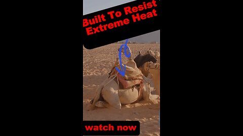 Camel Chronicles: Surviving the Sands of Time 🐪🏜️