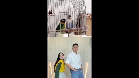 Love bird