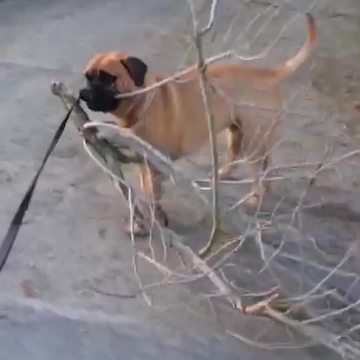"Dog Picks A Fallen Branch And Walks Sideways"