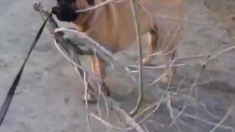 "Dog Picks A Fallen Branch And Walks Sideways"