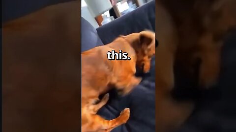 HAVE YOU EVER Seen a DOG do THIS 🤣 Wholesome Moments