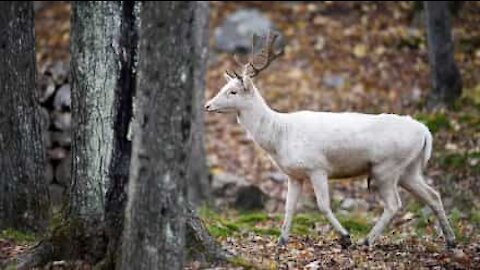 Un superbe cerf albinos filmé dans le Wyoming