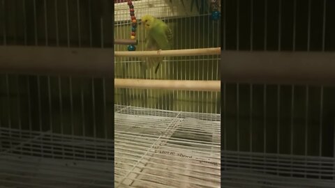 Budgie Showing Off 😂💖 #budgies #shorts #youtubeshorts #parakeets #parrots #animallover