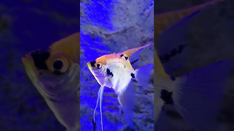 🐡 Tropical 🐡 Fish Tank 02 #shorts