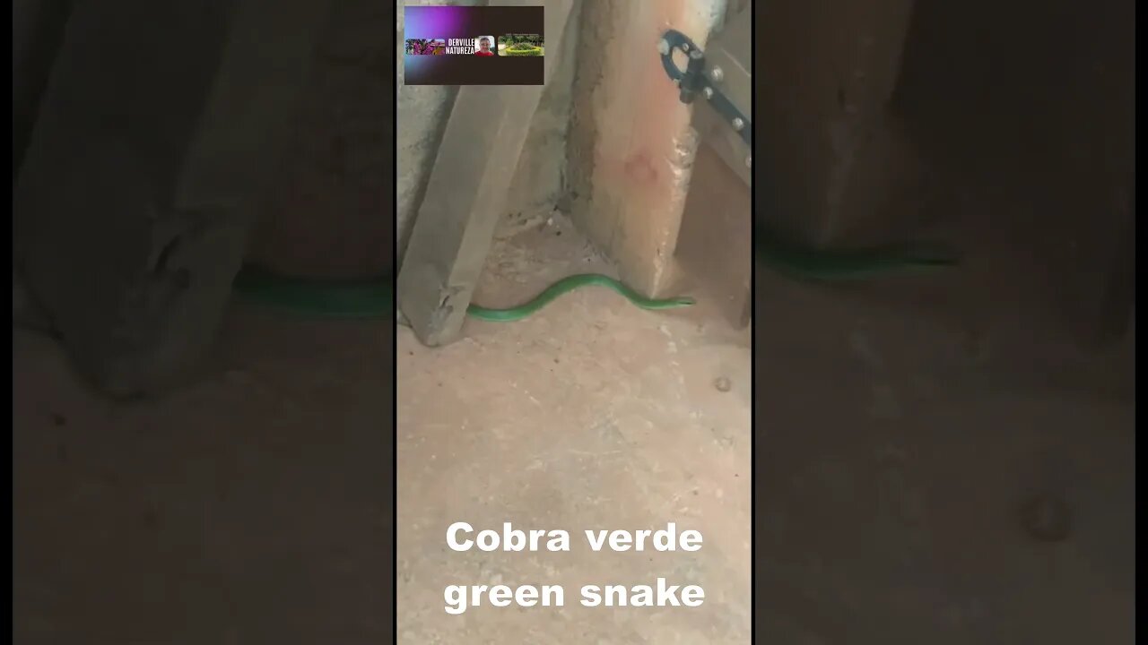 O PALMEIRAS CHEGOU RASTEJANDO - - Palmeiras arrived crawling #shorts