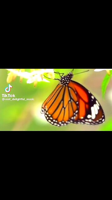 BROKENNESS—THE PROTEST - DAILY DEVOTIONAL ❤️